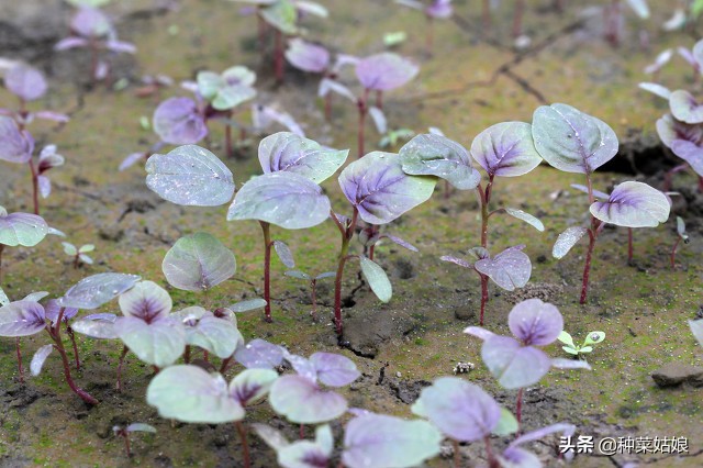 苋菜种植的六个步骤（掌握2个方法苋菜长得好）