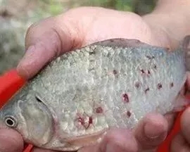 鱼身鳞片上有血点或红斑——鱼类寄生虫锚头鳋的防控浅谈