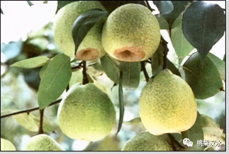 不同品种梨的缺点