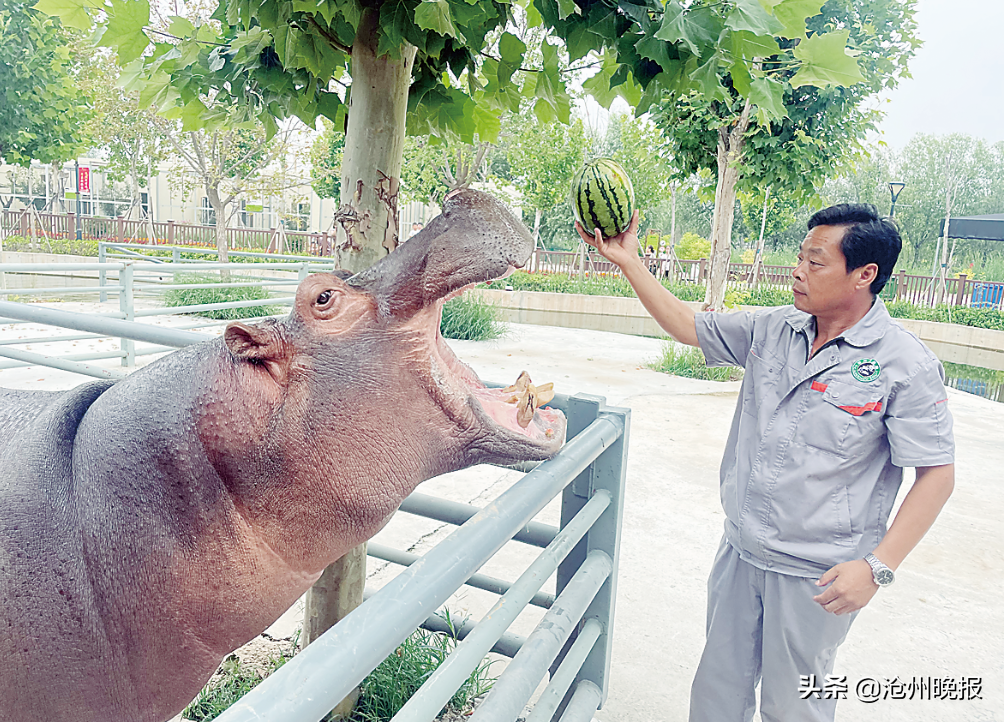 吹空调、洗“淋浴”、吃“冰糕”……沧州市动物园：动物解暑有“凉”方