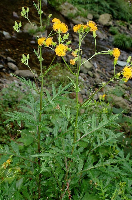 菊叶三七,见过吗?能散瘀止血,解毒消肿