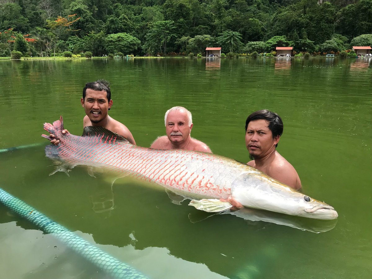 亚马逊胆大包天鱼，看见有人马上凑过来送死，因此差点绝种