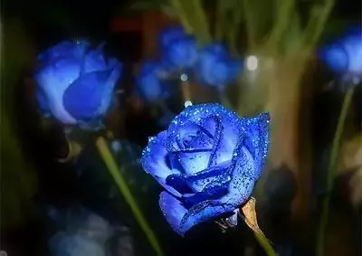 100种花的花语，太全了！ 第21张