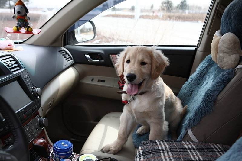 寄养狗狗的方式有哪些？带狗狗回家需要注意什么？