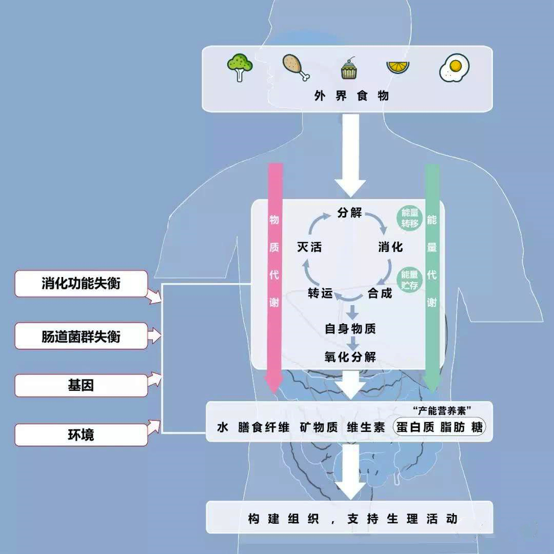 拉肚子时大便恶臭难闻的原因分析