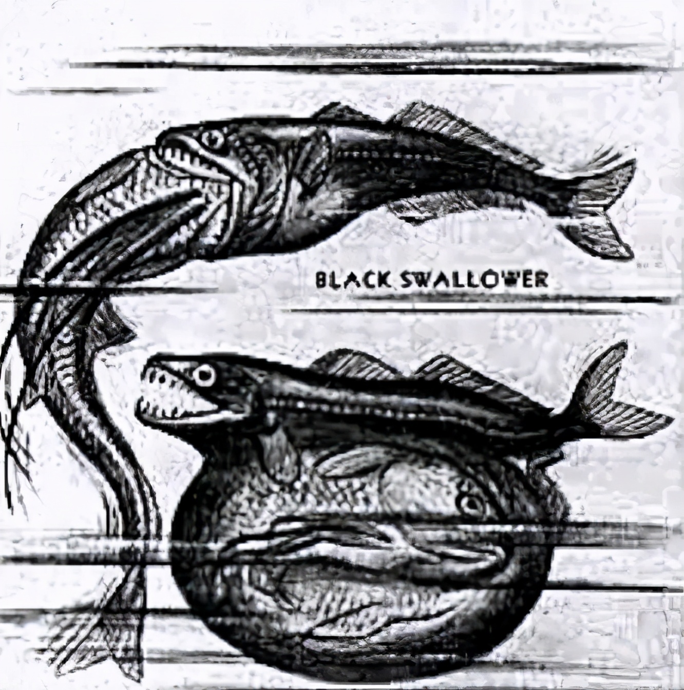 黑叉齿鱼：深海恐怖吃货，能吞下自身10倍体重的猎物，且不被撑死