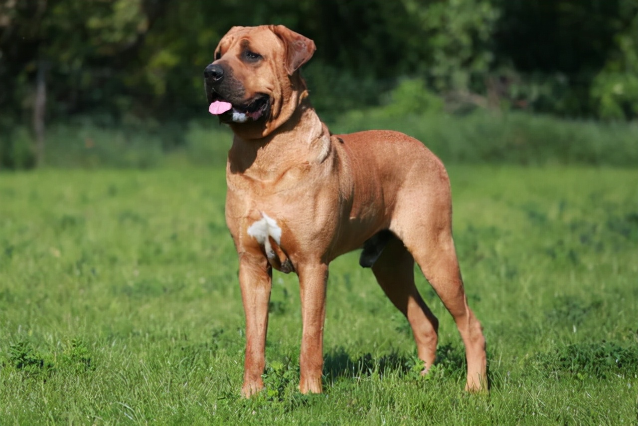 鬼獒价格(世上最凶猛的十大恶犬，藏獒在里面只能算小弟)