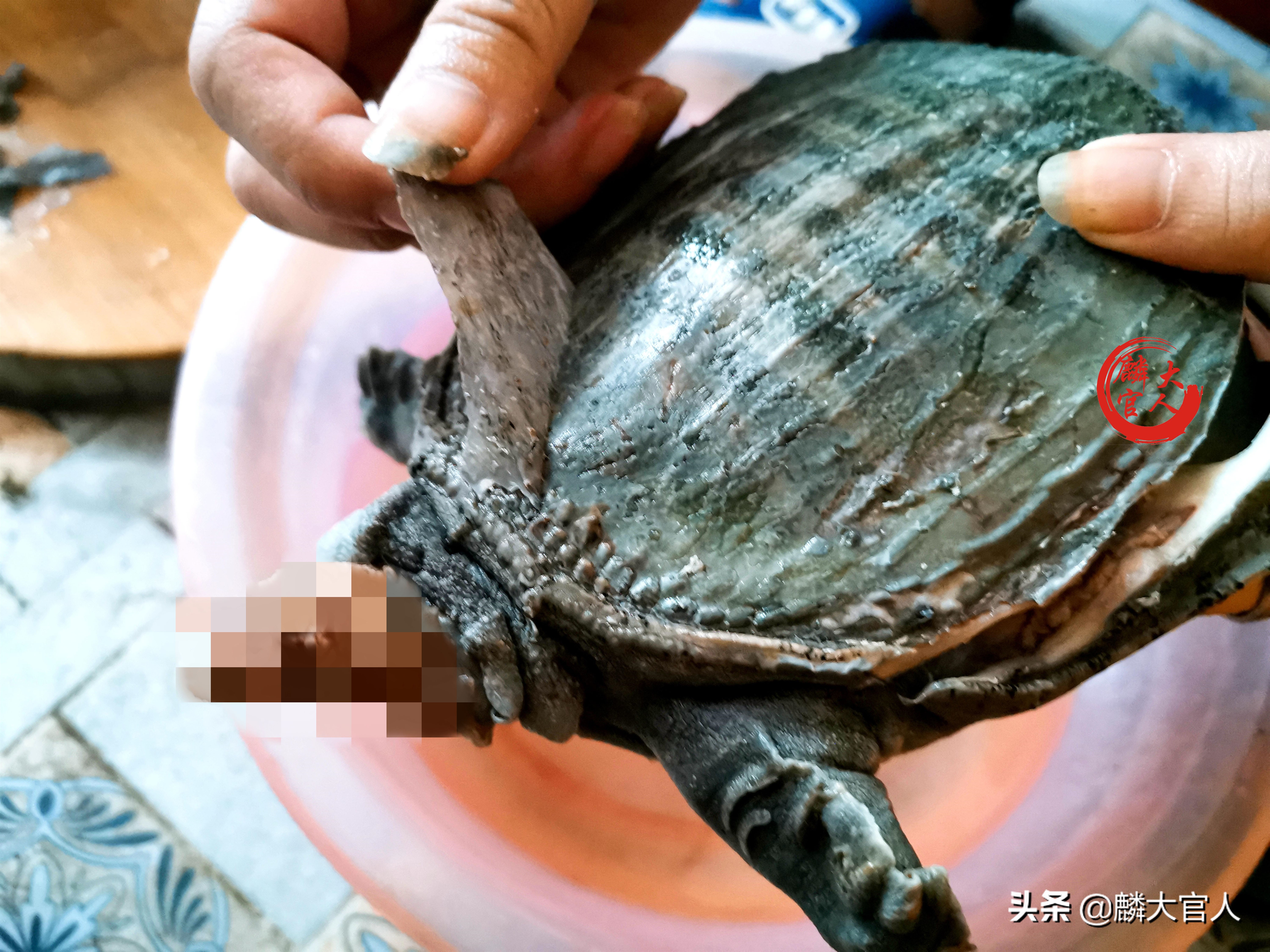 甲鱼怎么杀？具体怎么做才好吃？牢记“这3招”，甲鱼香浓又下饭