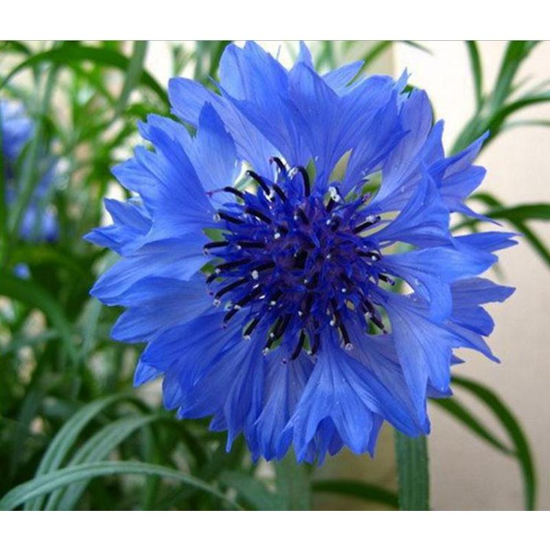 花色多花型美,矢车菊冬天也能养好,耐寒的特性让人们更喜欢!