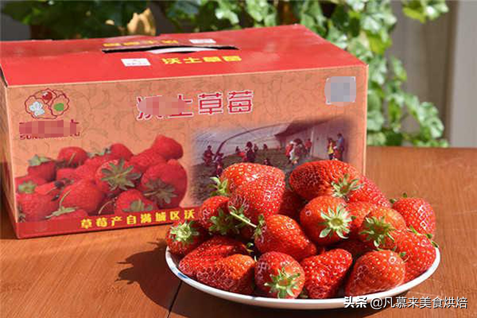 24种常见草莓品种，中国20大草莓产地？哪里的草莓最好吃？