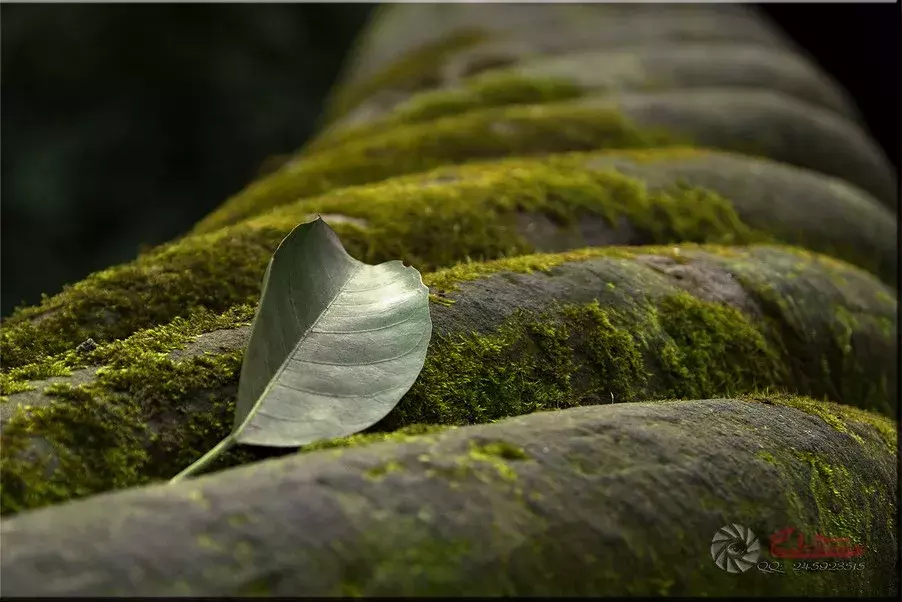 描写苔藓的优美句子简短一点_晶羽文学网