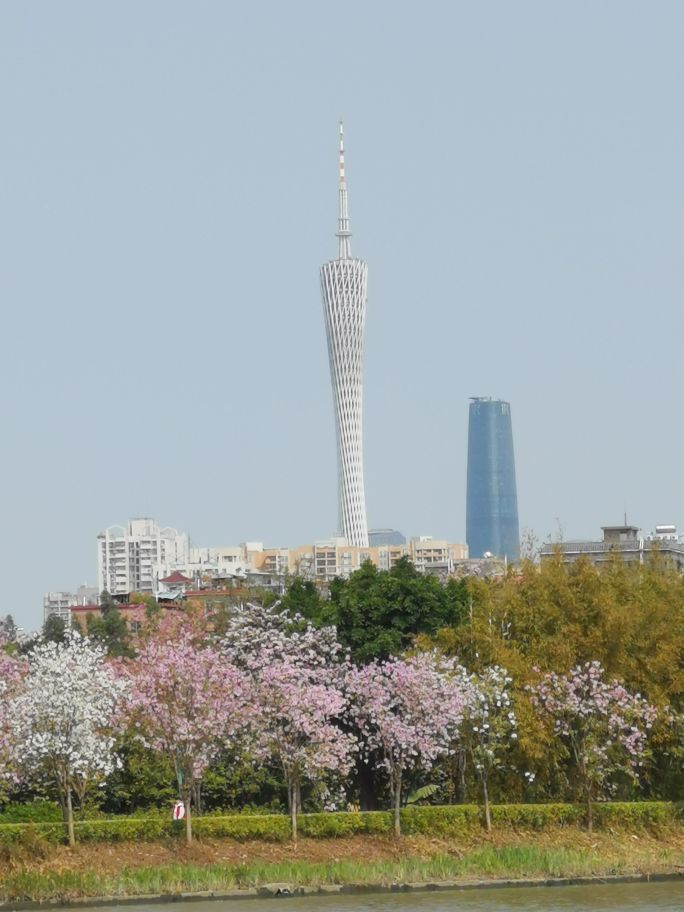 浓烈芬芳  春风十里赏花路  徜徉在广州海珠湿地的花海之中