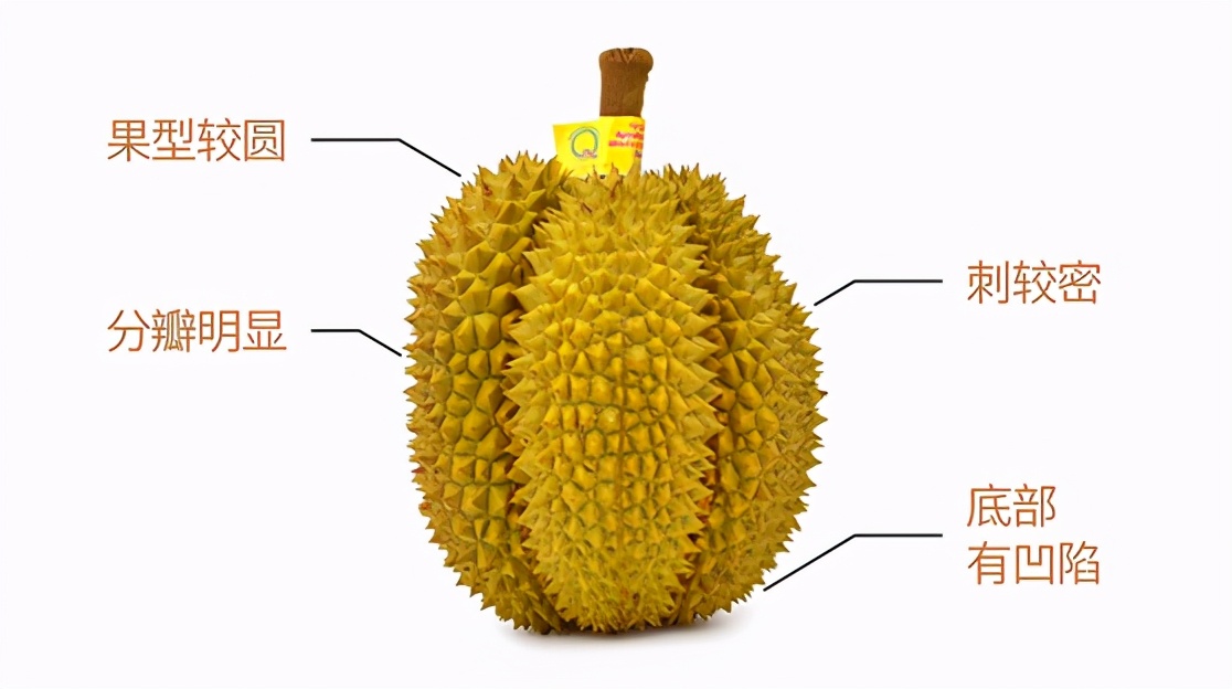 如何挑选榴莲以及榴莲的常见问题解答