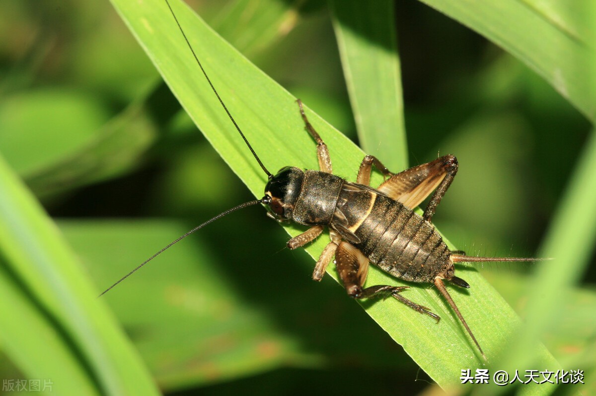 东山梁上听蛐音