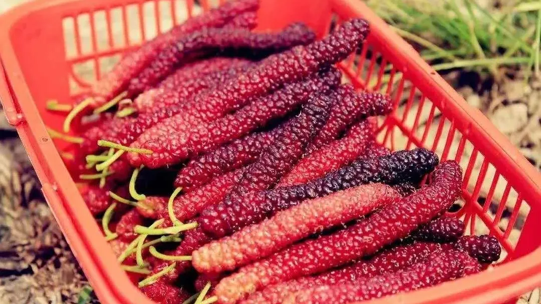 品种包括台湾四季长果桑,大果桑,无籽大十,白珍珠,黑珍珠,桂花蜜,白玉