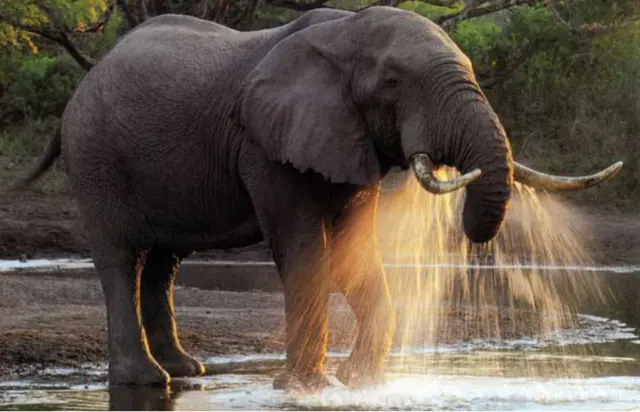 大象的寿命,大象的寿命约为多少年