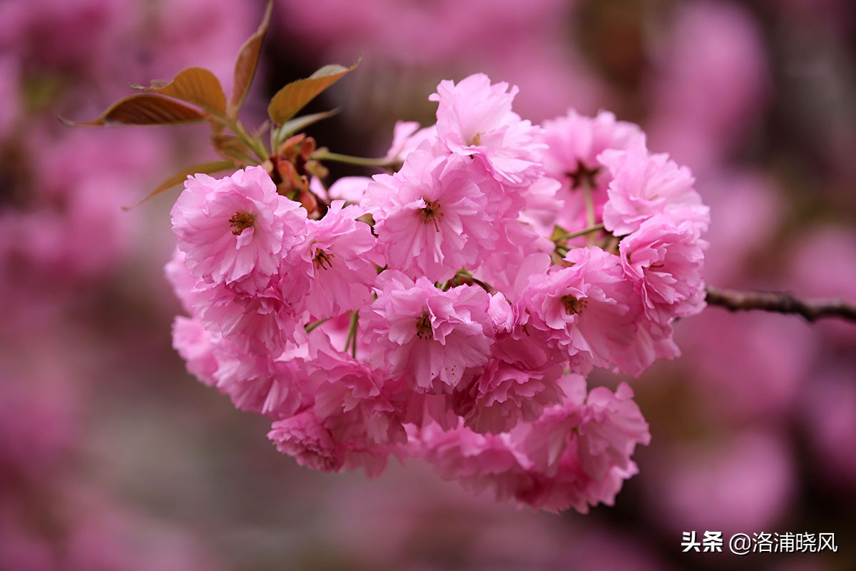 日本樱花文化（内涵揭秘日本樱花文化背后的冷知识）