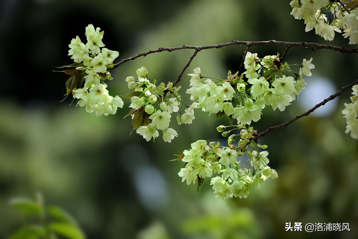 日本樱花文化（内涵揭秘日本樱花文化背后的冷知识）