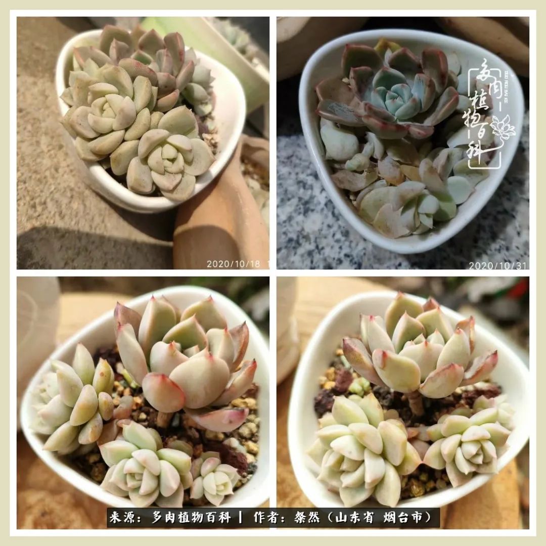 说说我的入坑肉“白牡丹”——让我欢喜让我忧