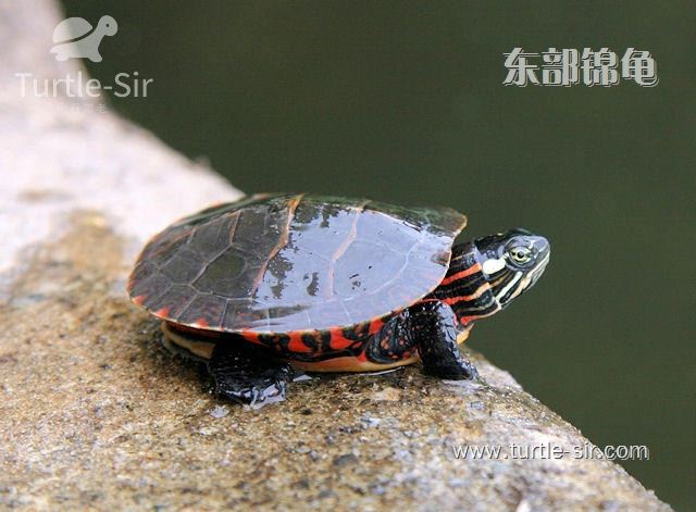 巴西龟的寿命巴西龟能活到多少岁呢