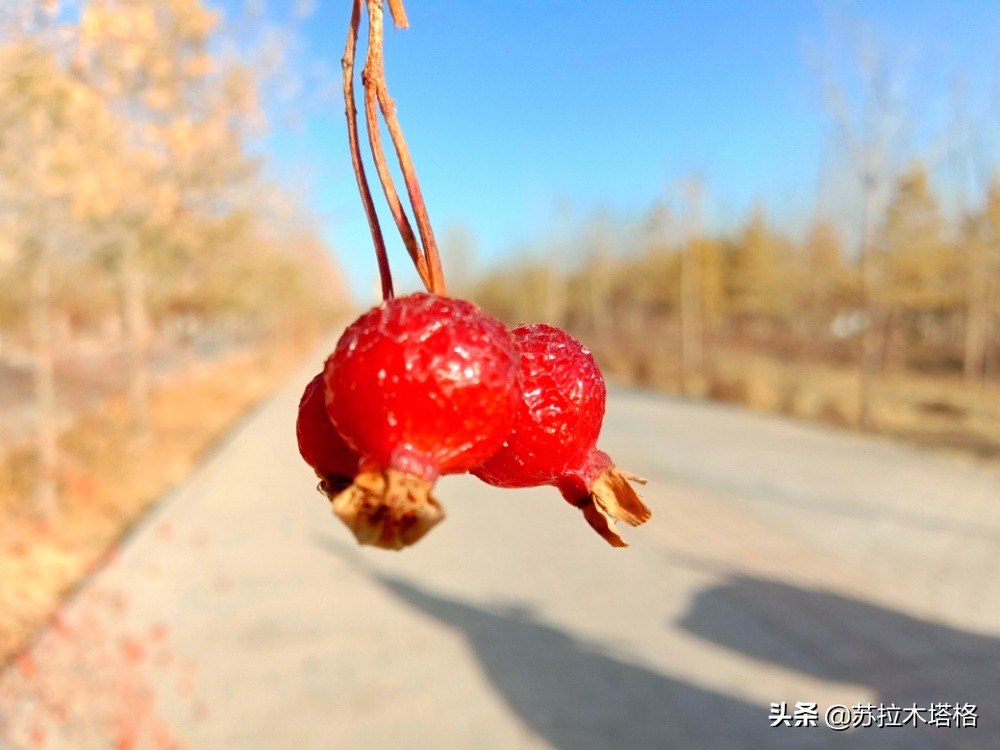 废弃的铁轨：一架延伸向远方的，爱的梯子