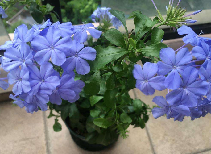 蓝雪花漂亮不用买，6月扦插一棵，10天生根，来年开满花