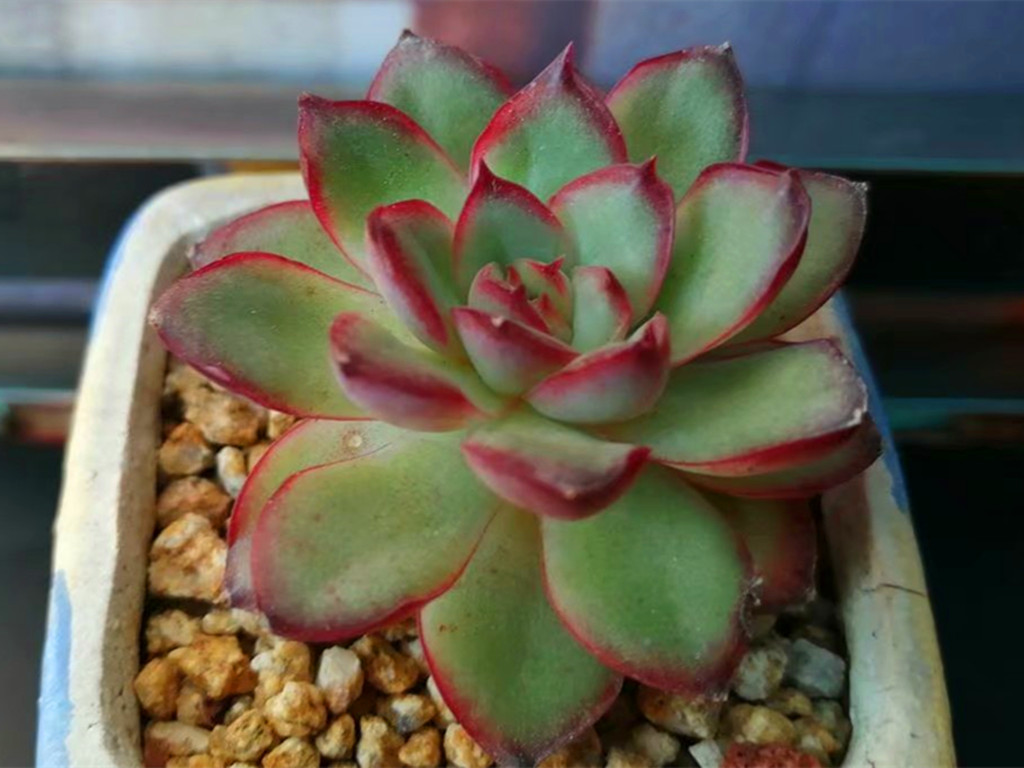 多肉墨西哥灵隐,冬天这样养护更显花容月貌,比春秋露养还美