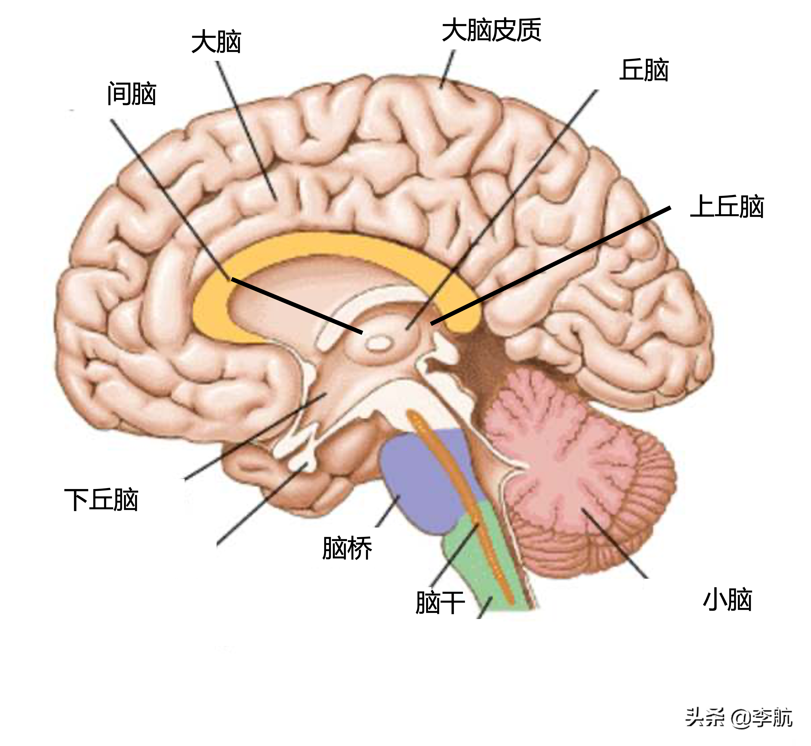 机器能否拥有意识？