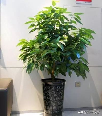 朋友搬家送什么植物寓意好（搬家送什么植物比较好）