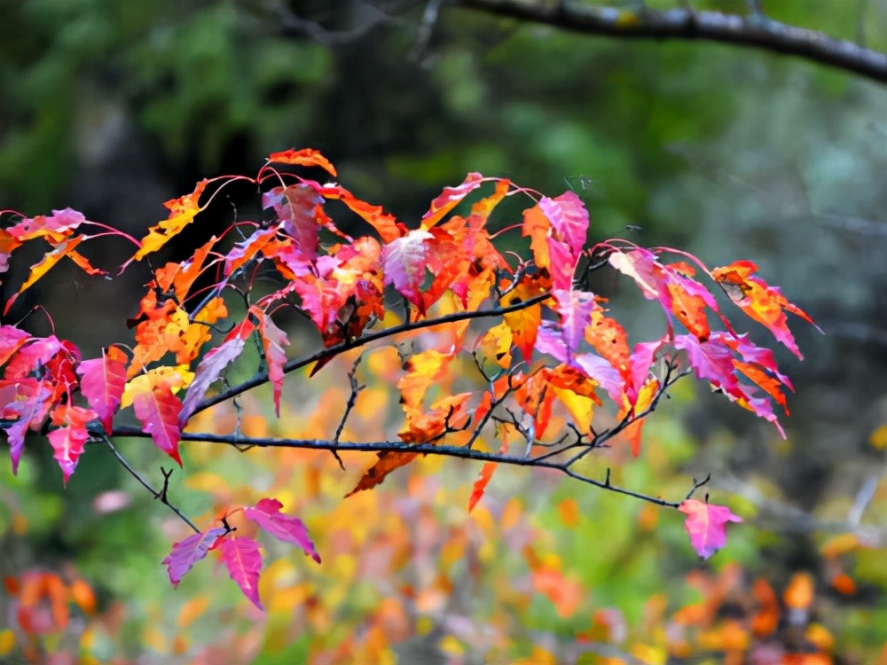 陕西旅游：甘泉雨岔大峡谷及周边行（图）