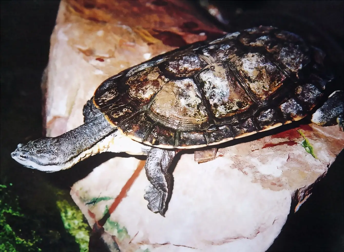 乌龟的种类图片及名称（乌龟的品种图片）