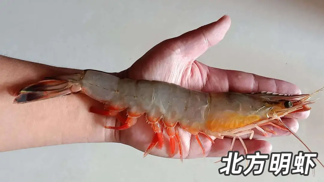 虾的种类图片及名称（图文讲解5种最常见的虾）