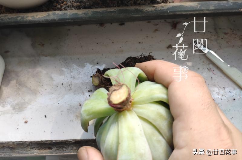 夏天多肉突然长气根,还越来越萎蔫,这是“危险警报”拉响了