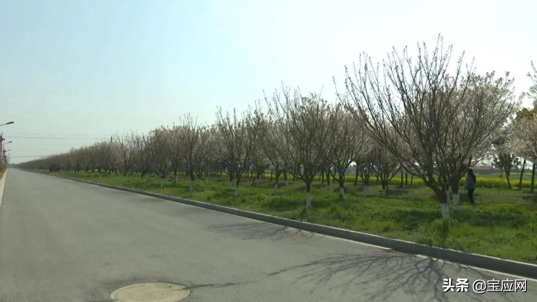 宝应有条樱花大道，你知道在哪里吗？