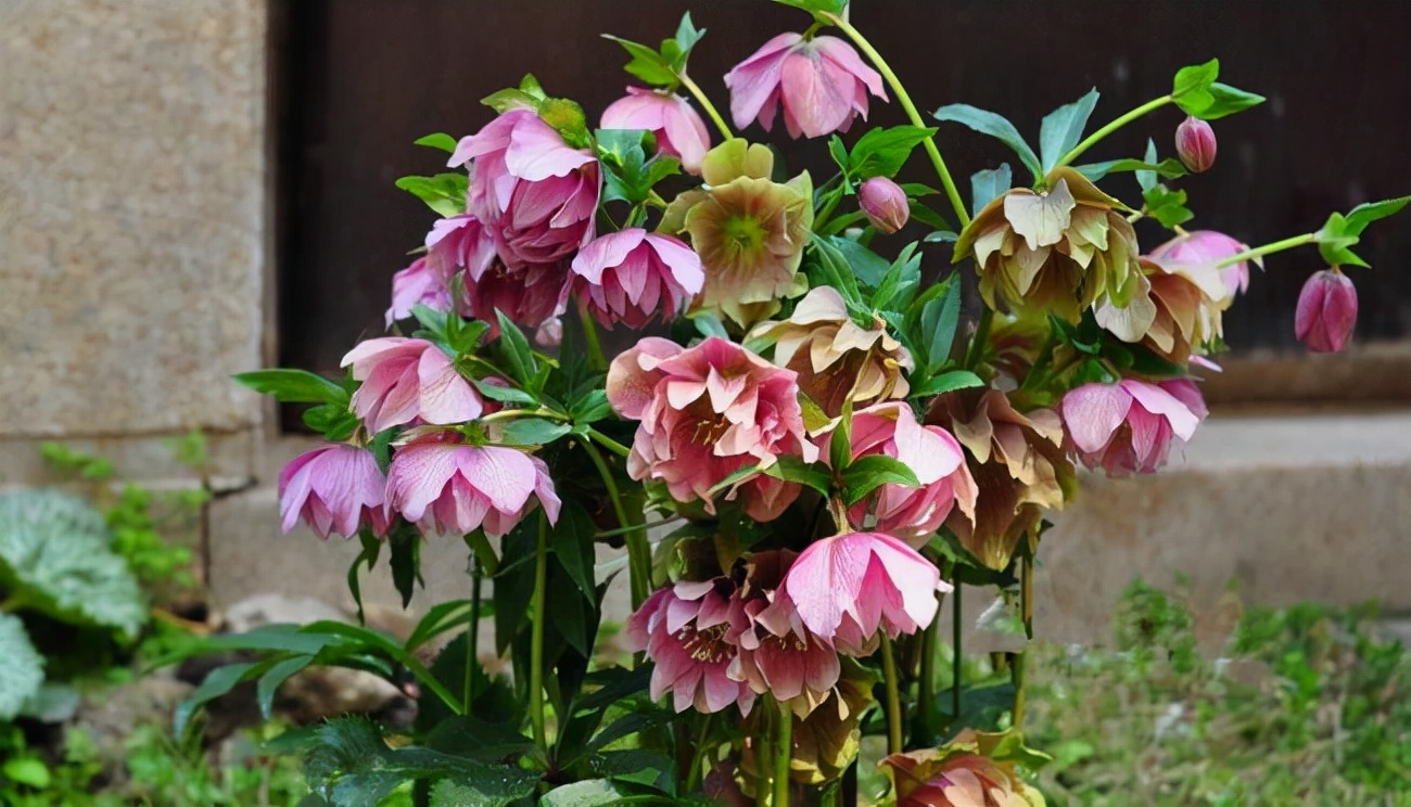 6种“喜冷花”，冬天也能开得“姹紫嫣红”，喜欢建议养一盆