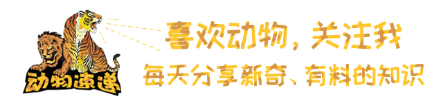 神秘夜晚降临，新月下的猫狗追逐引发诡异事件。