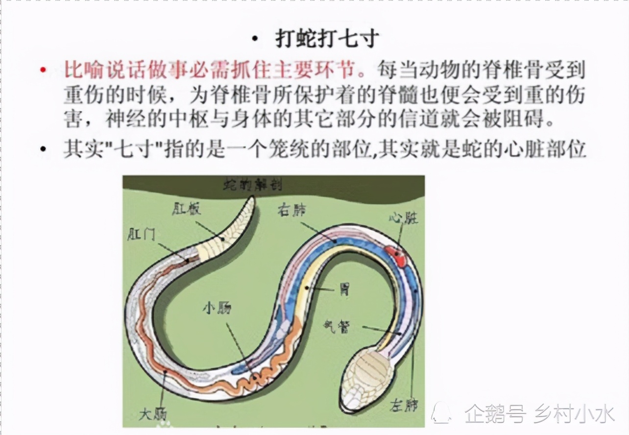 眼镜蛇简介图片