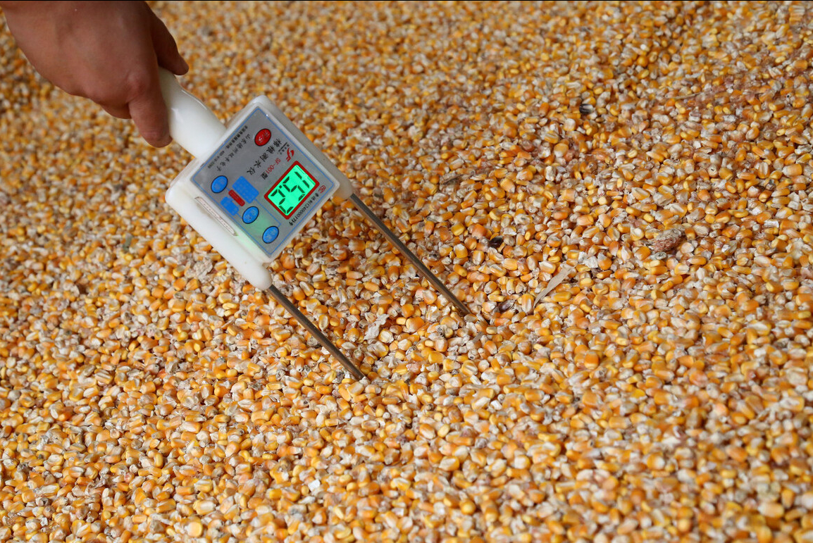 新粮上市，从玉米价格决定因素出发，判断今年行情究竟怎么样？
