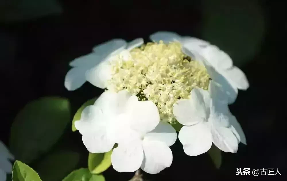 万紫千红的百花汇（百花汇中富含诗意的花）