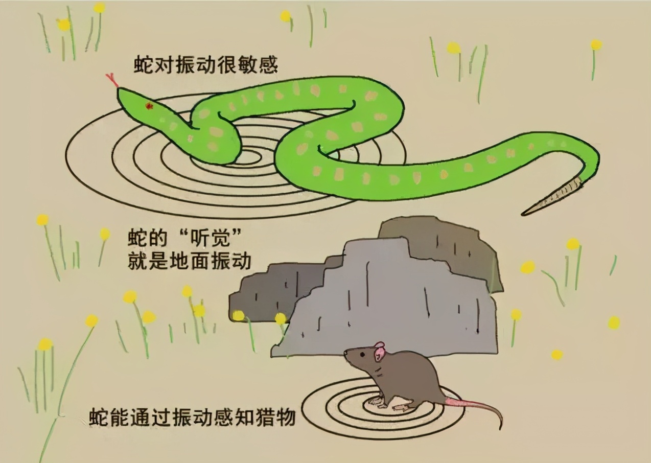 盘古王蛇和暴虐龙祖图片