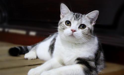 什么猫好养