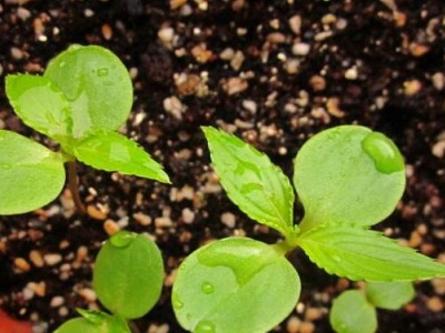 鳳仙花果實裡的種子大約有多少(鳳仙花種子種植方法) - 青木春