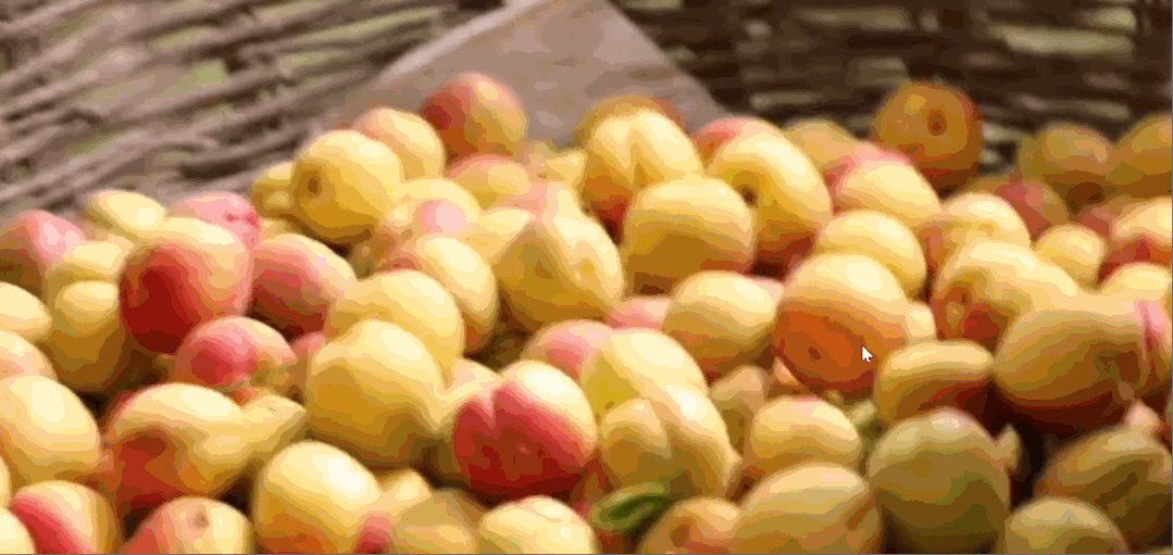 小白杏、大接杏、水蜜杏......中国到底哪里的杏子最好吃？