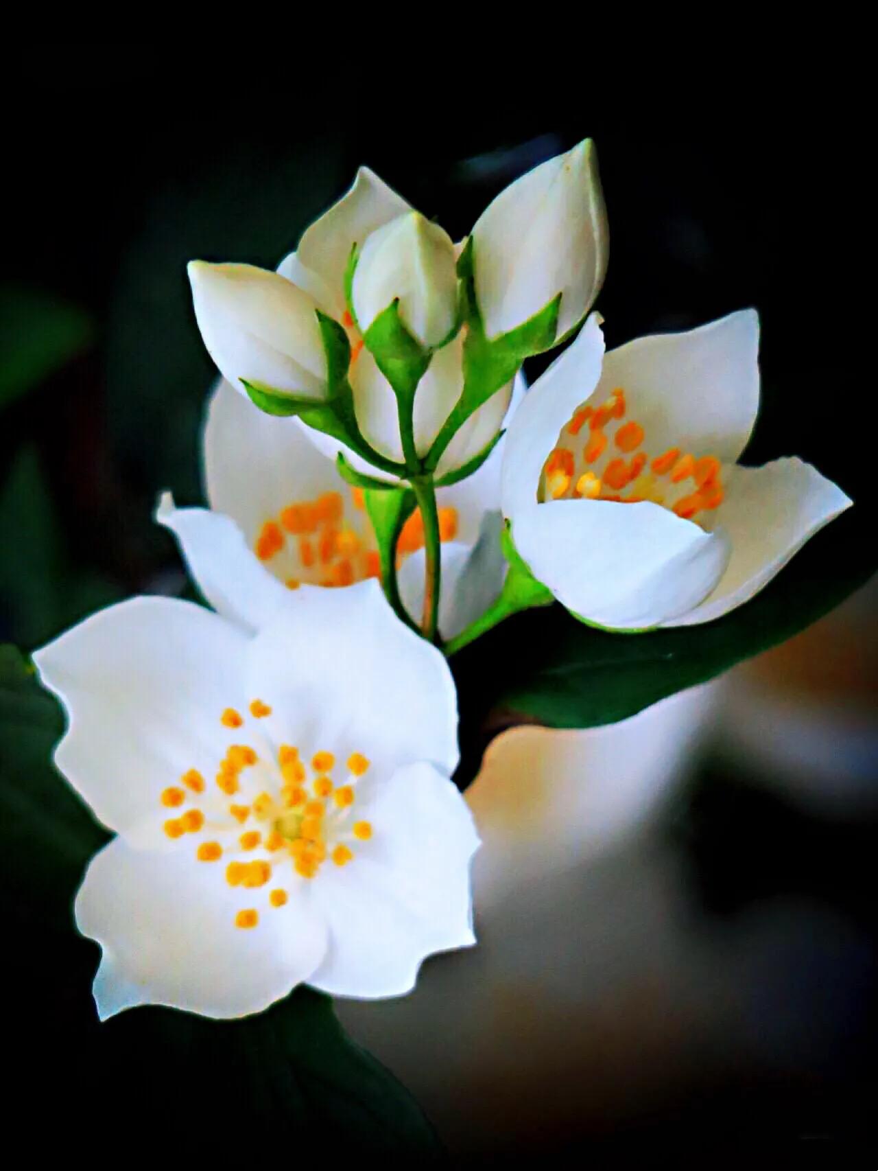 山梅花～洁白无瑕,香气袭人