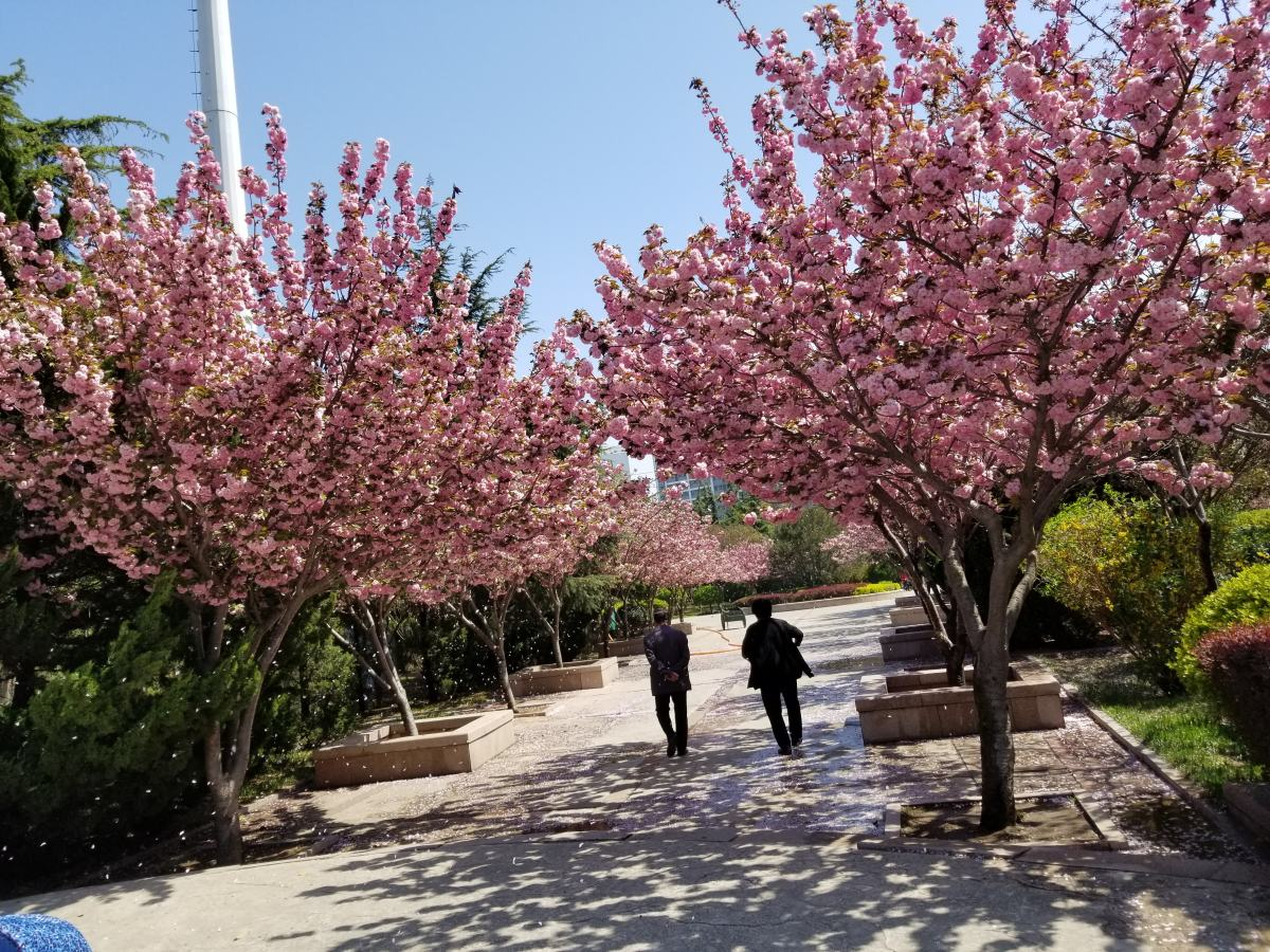 日本晚樱花期开花多久（带你认识超好看的樱花品种）