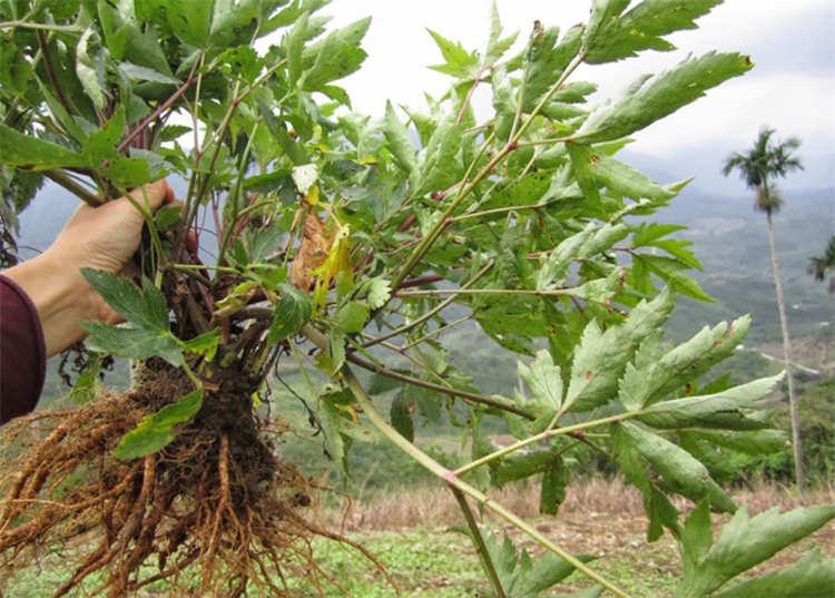 野当归图片(当归来源于什么科植物) - 赤虎壹号