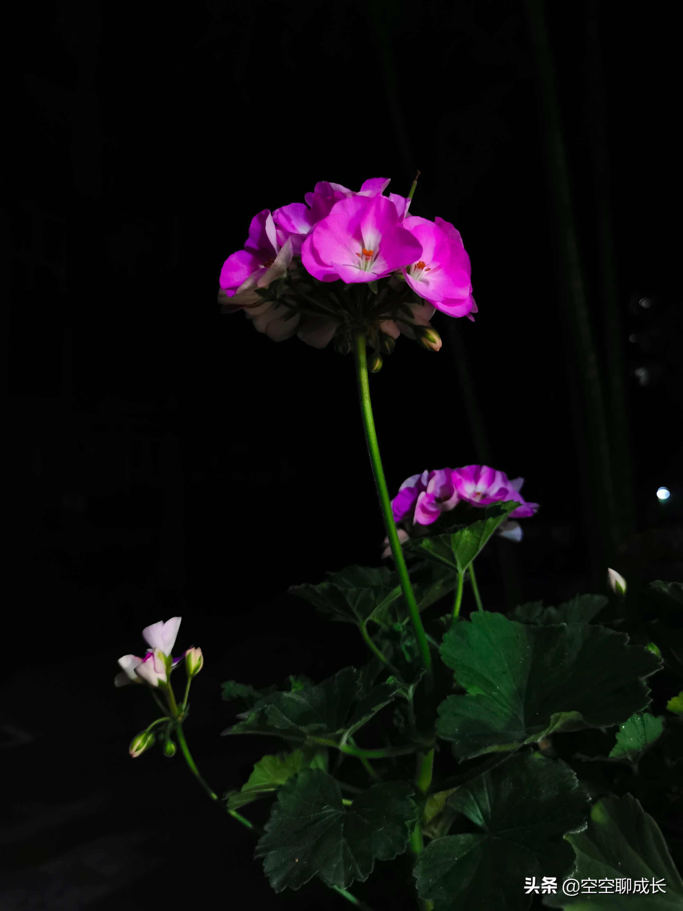 闲暇赏花赋诗以自娱，琐碎日子亦成诗