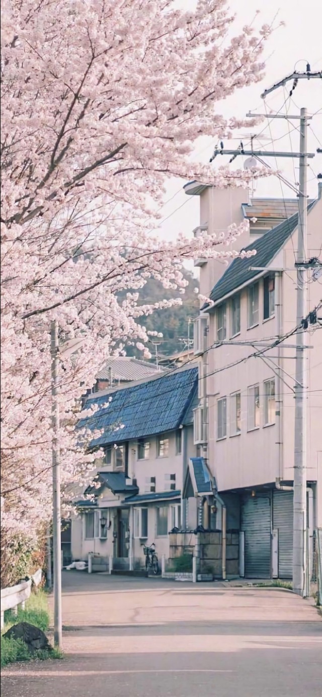 优阿壁纸119期丨日系风樱花主题壁纸