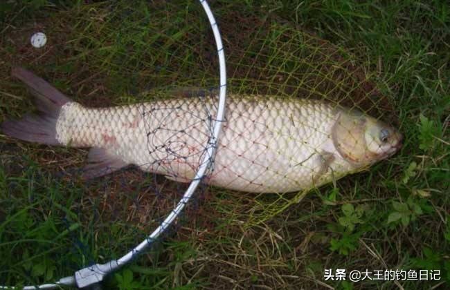 夏季河流野钓草鱼——海竿串钩篇！新钓友们可以参考一下
