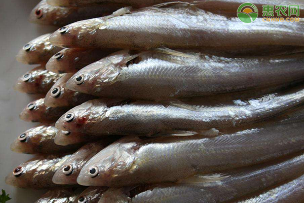 这种经济鱼类，骨嫩鳞细，肉质鲜美，市场卖十几块一斤